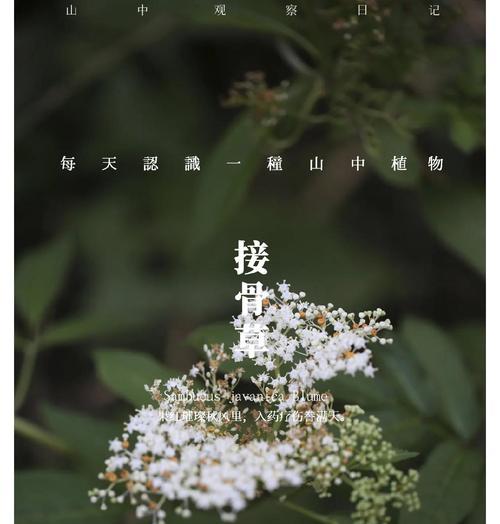 接骨木花语有何特别之处？它象征着什么？