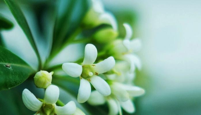 海桐花的花语是什么？它在花语中代表什么？