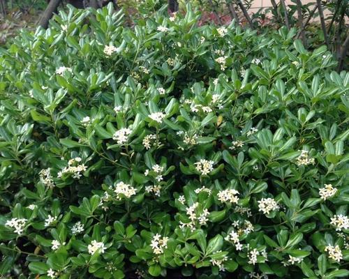 海桐花的花语是什么？它在花语中代表什么？