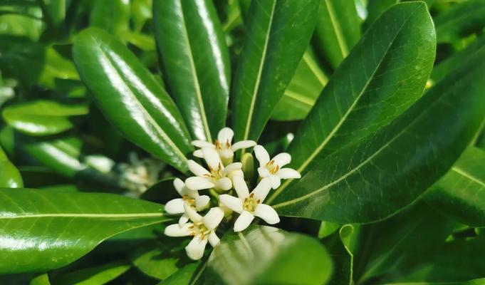 海桐花的花语是什么？它在花语中代表什么？