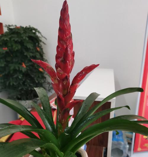 水塔花的花语有哪些含义？它象征着什么？