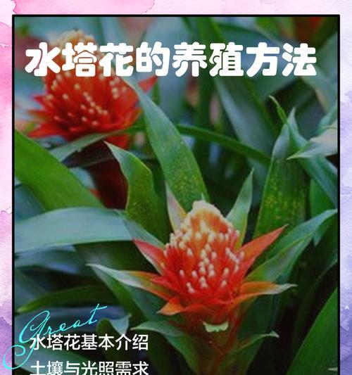 水塔花的花语有哪些含义？它象征着什么？