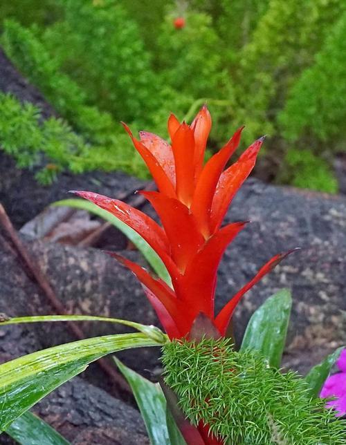 水塔花的花语有哪些含义？它象征着什么？