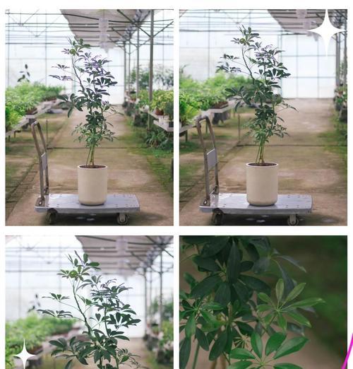 鸭脚木花语是什么？它在花语中扮演什么角色？