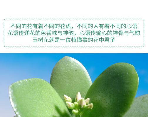 燕子掌的花语是什么？它在花语中代表什么？