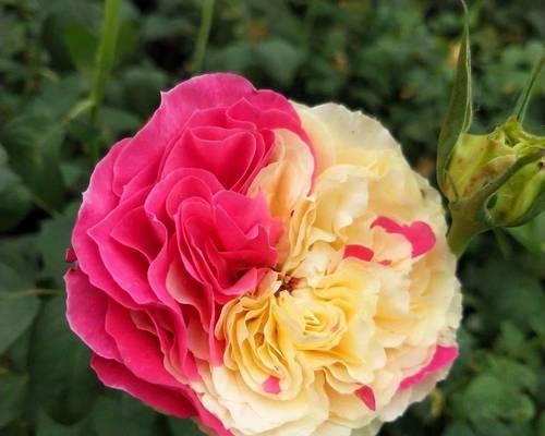 燕子掌的花语是什么？它在花语中代表什么？