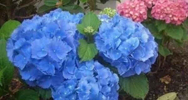 燕子掌的花语是什么？它在花语中代表什么？