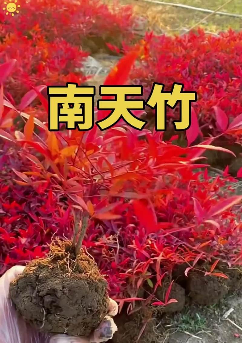南天竹花语有哪些含义？它象征着什么？