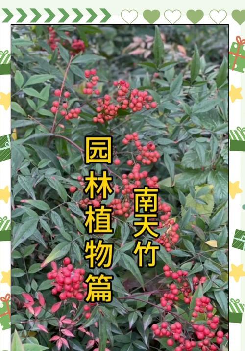 南天竹花语有哪些含义？它象征着什么？