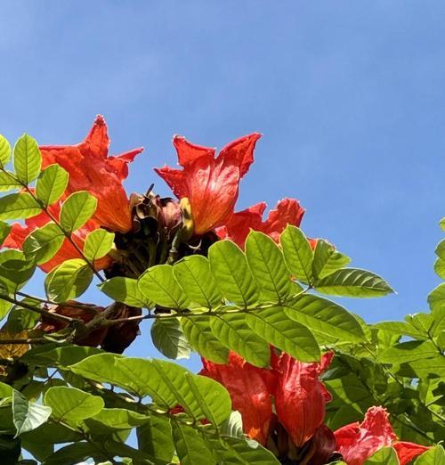 火焰树的花语有何特别之处？它象征着什么？