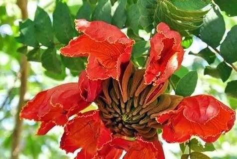 火焰树的花语有何特别之处？它象征着什么？