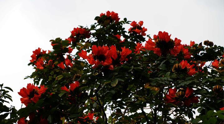 火焰树的花语有何特别之处？它象征着什么？