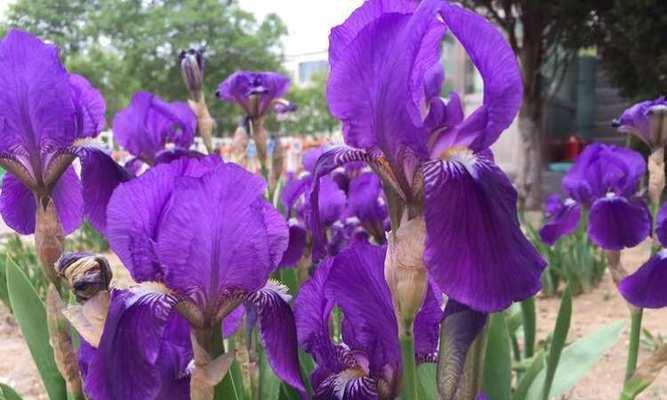猫眼花的花语是什么？它在花语中代表什么？