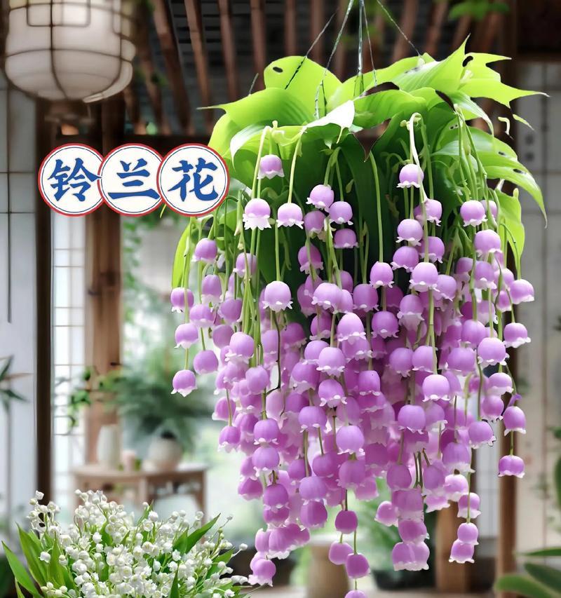 猫眼花的花语是什么？它在花语中代表什么？