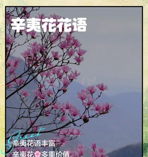 猫眼花的花语是什么？它在花语中代表什么？