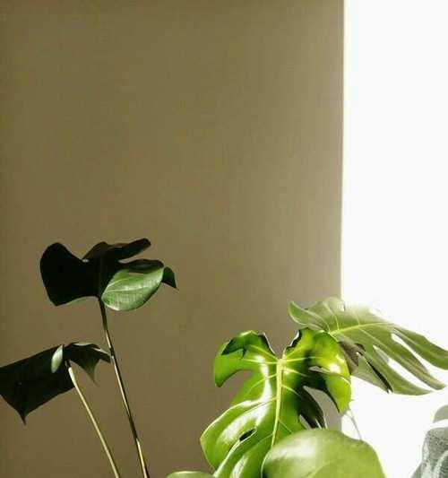 人参榕的花语有哪些含义？它象征着什么？