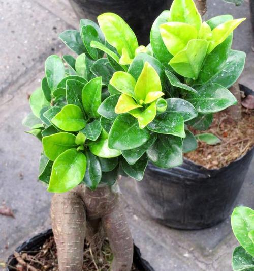 人参榕的花语有哪些含义？它象征着什么？