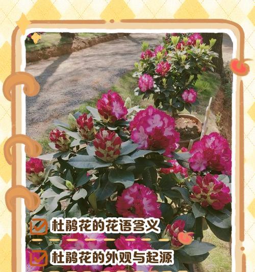 杜鹃花花语是什么？如何表达爱与忠诚？