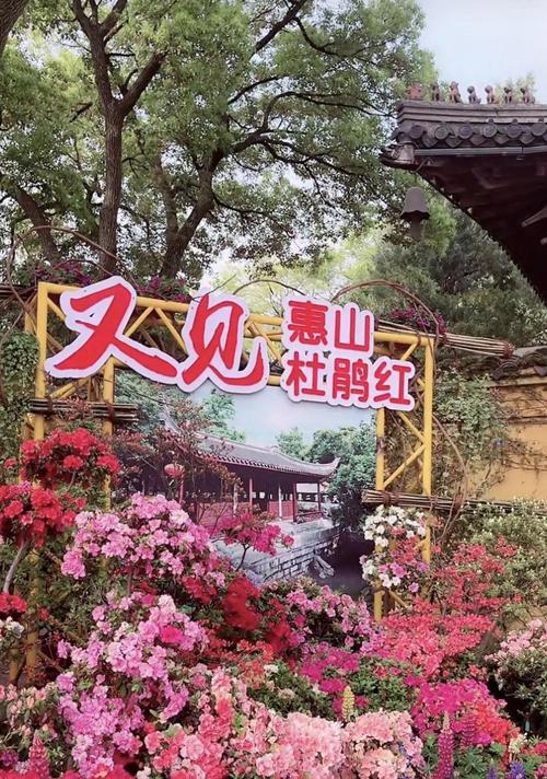 杜鹃花花语是什么？如何表达爱与忠诚？