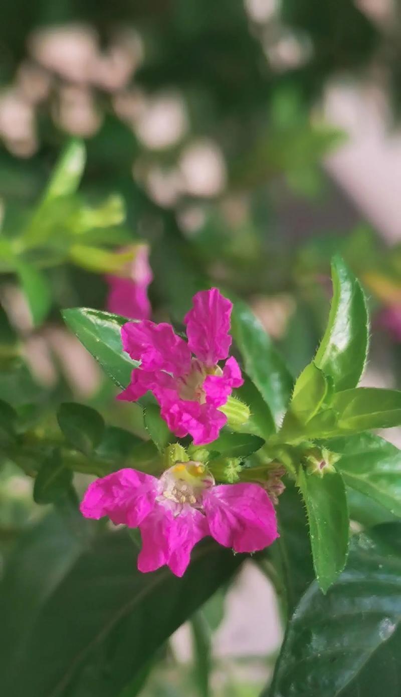 十一月花语有哪些？代表性的花卉花语是什么？