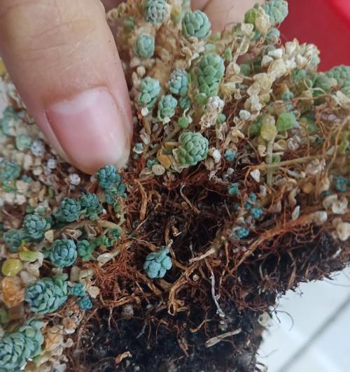 星美人的花语是什么？星美人花语的寓意是什么？
