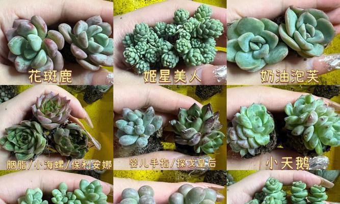星美人的花语是什么？星美人花语的寓意是什么？