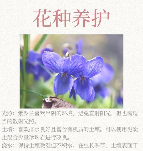 什么堇的花语是什么？什么堇代表的含义是什么？