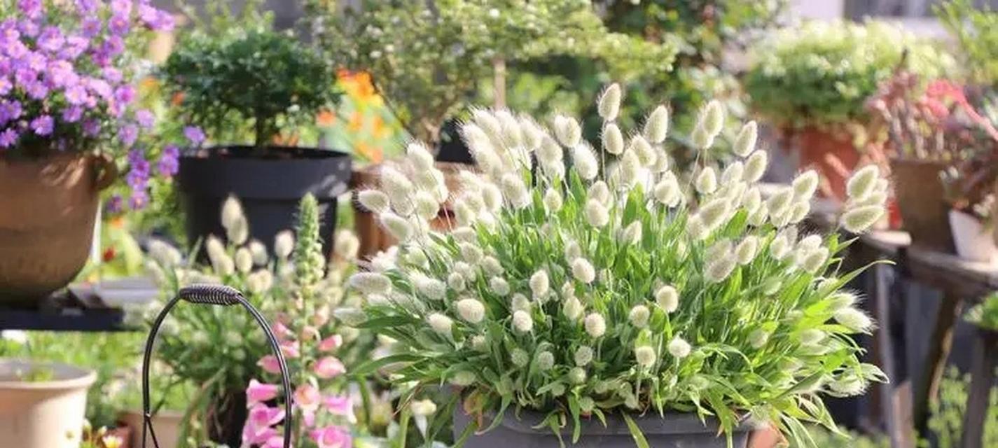 兔尾草花语是什么？兔尾草代表的寓意是什么？