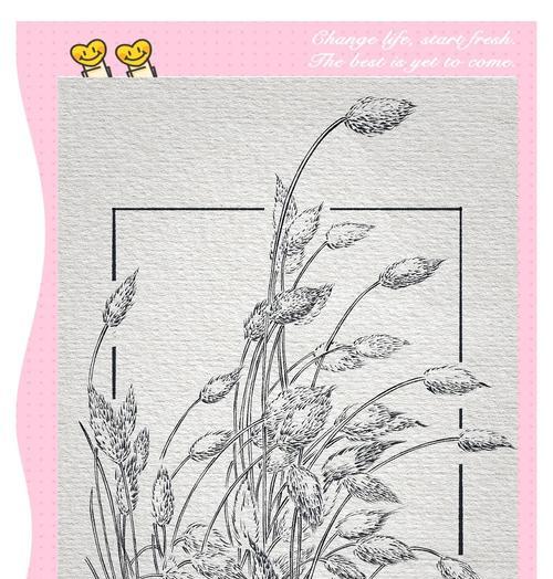 兔尾草花语是什么？兔尾草代表的寓意是什么？
