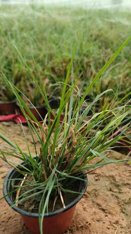 兔尾草花语是什么？兔尾草代表的寓意是什么？