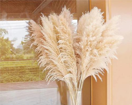 兔尾草花语是什么？兔尾草花语的含义是什么？