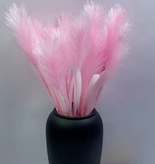 兔尾草花语是什么？兔尾草花语的含义是什么？