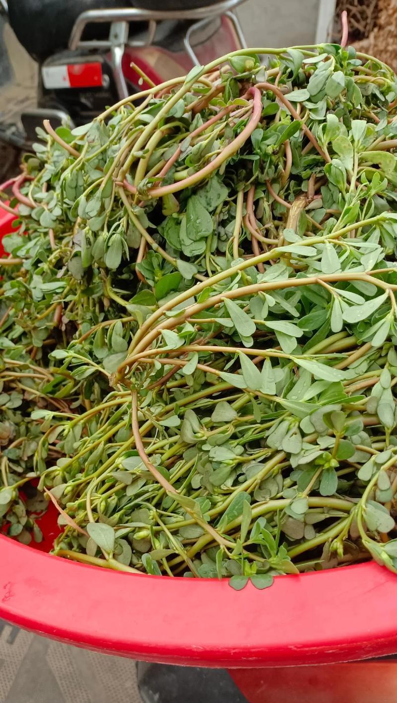马齿苋的花语是什么？马齿苋代表的寓意是什么？