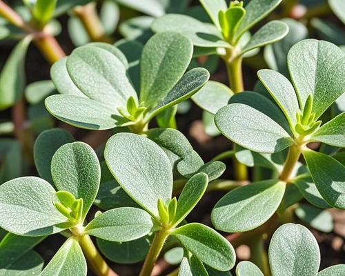 马齿苋的花语是什么？马齿苋代表的寓意是什么？