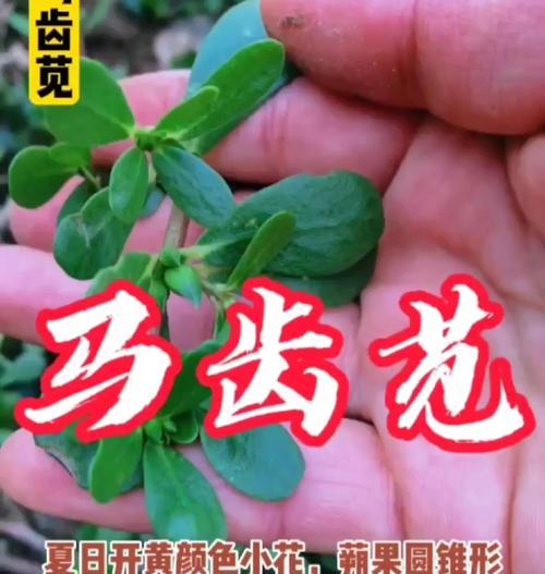 马齿苋的花语是什么？马齿苋代表的寓意是什么？