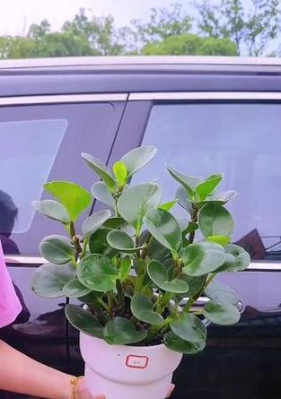 花语豆瓣绿是什么？豆瓣绿花语的寓意是什么？