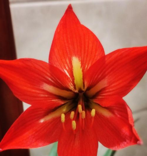 对顶红的花语是什么？对顶红代表的含义是什么？