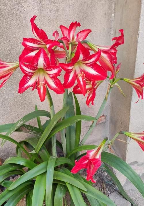对顶红的花语是什么？对顶红代表的含义是什么？