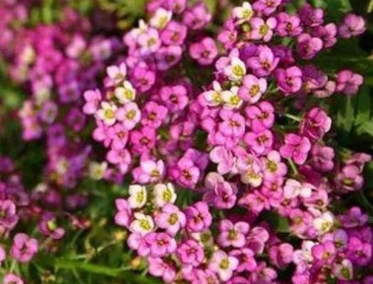 草的花语大全是什么？各种草本植物的花语是什么？