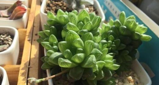 玉露花的花语有哪些？玉露花代表了什么意义？