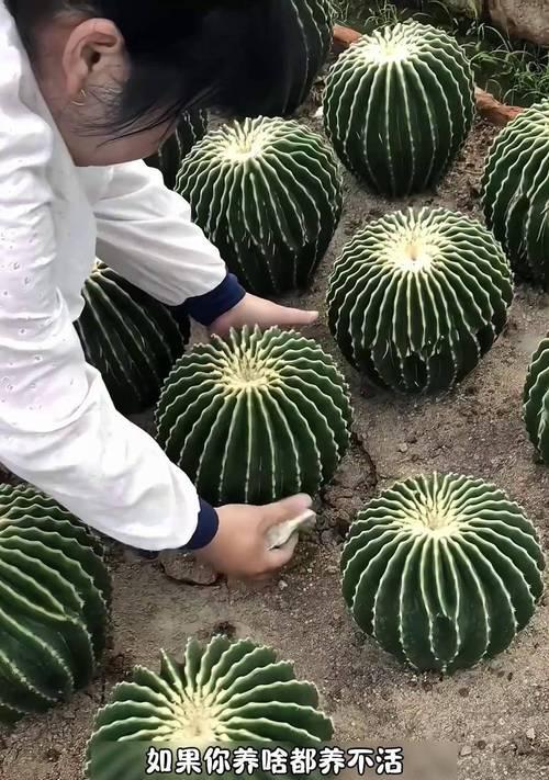 绯花玉的花语是什么？绯花玉象征着什么意义？