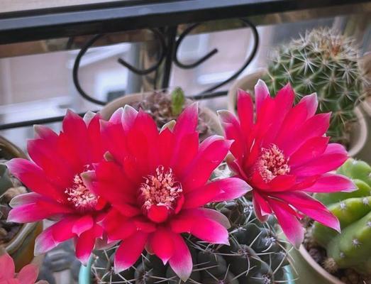 绯花玉的花语是什么？绯花玉象征着什么意义？