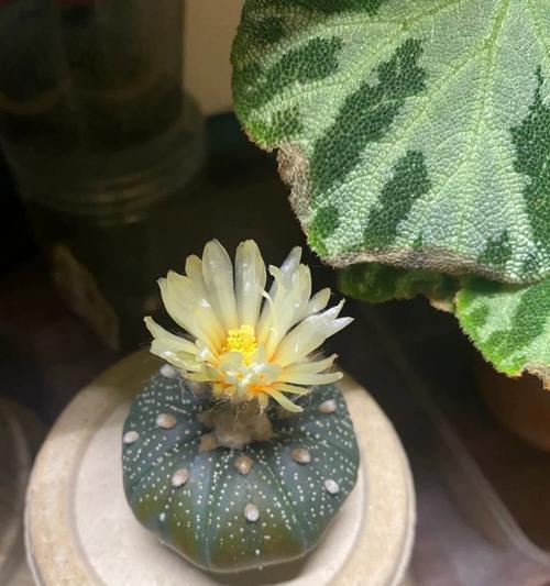 绯花玉的花语是什么？绯花玉象征着什么意义？