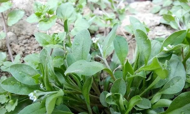 附地菜花语有哪些？附地菜的花语代表什么？