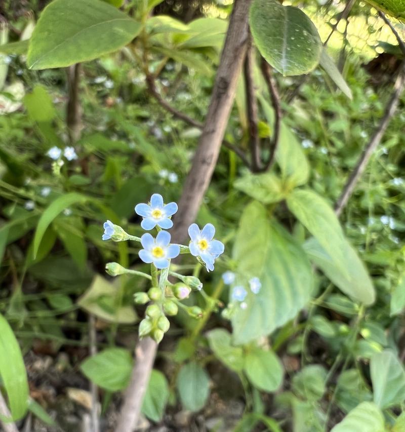 附地菜花语有哪些？附地菜的花语代表什么？