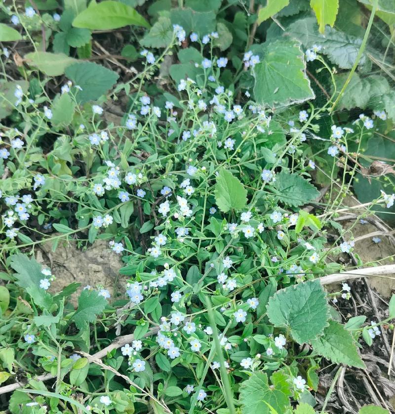 附地菜花语有哪些？附地菜的花语代表什么？