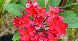 红色鸡蛋花的花语是什么？红色鸡蛋花象征着什么？