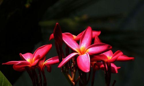 红色鸡蛋花的花语是什么？红色鸡蛋花象征着什么？
