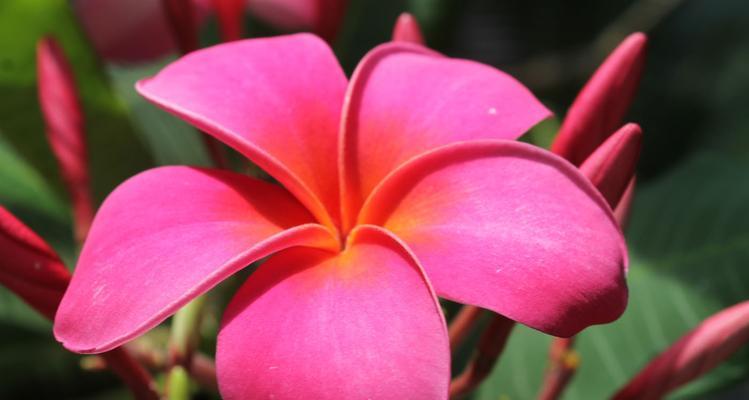 红色鸡蛋花的花语是什么？红色鸡蛋花象征着什么？
