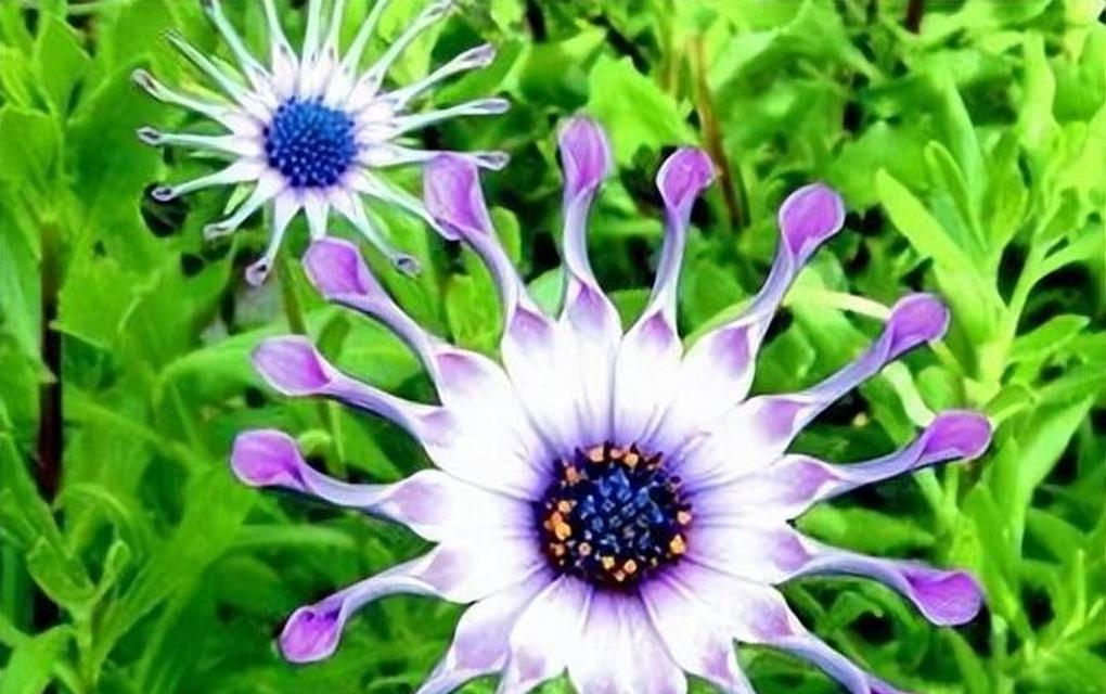 蓝眼菊花语有哪些？蓝眼菊代表了什么意义？